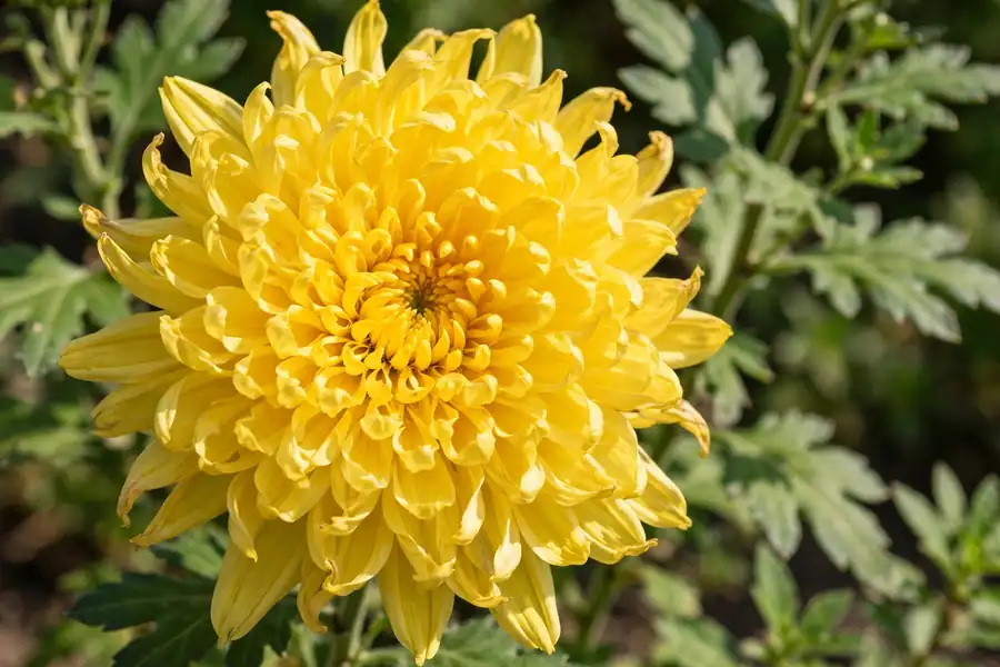 Yellow chrysanthemum bloom with layers of petals