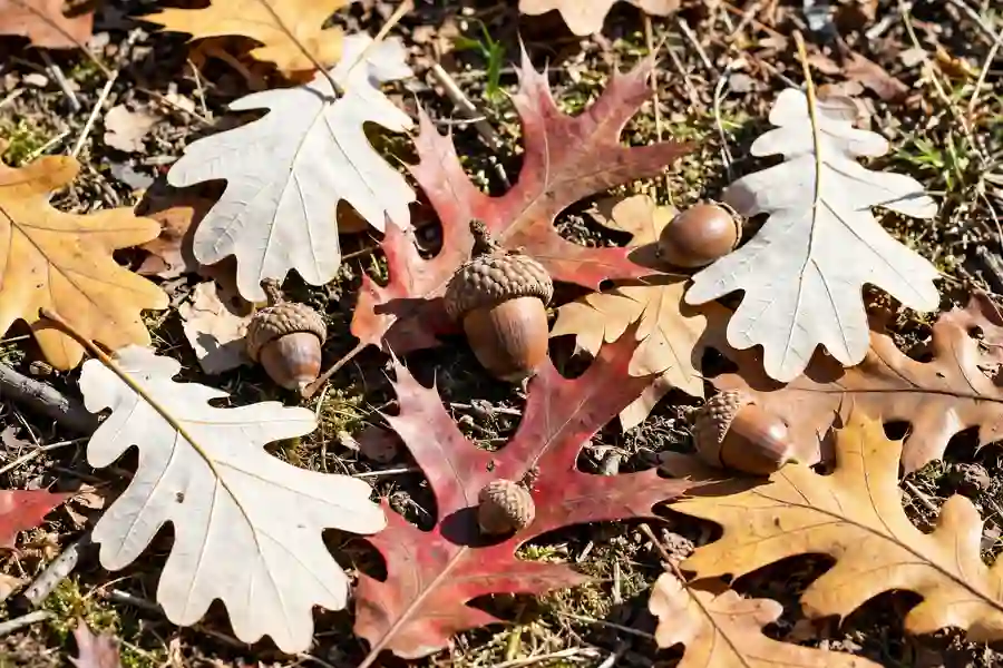 Acorns with caps resting on fallen oak leaves