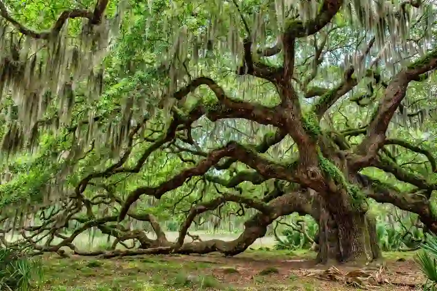 Angel Oak, a huge southern live oak with long limbs spreading across the ground