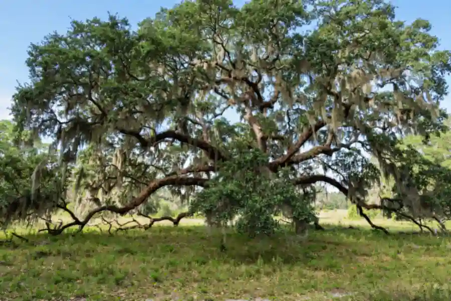 Southern live oak with wide spreading limbs draped in Spanish moss