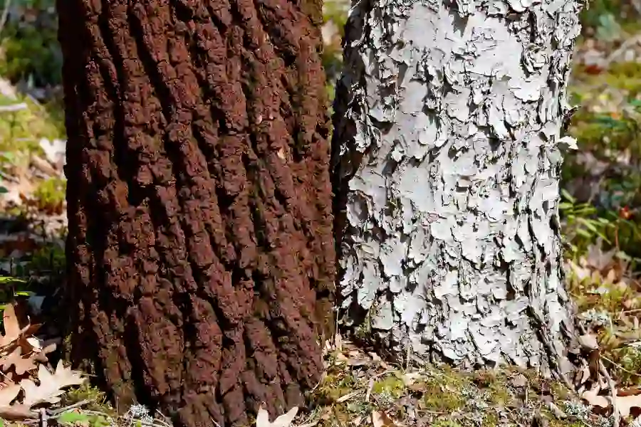 Close-up of deeply ridged red oak bark beside light gray scaly white oak bark