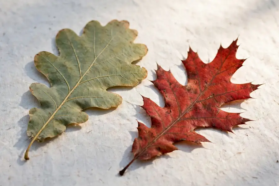 White oak leaf with rounded lobes beside a red oak leaf with pointed lobes
