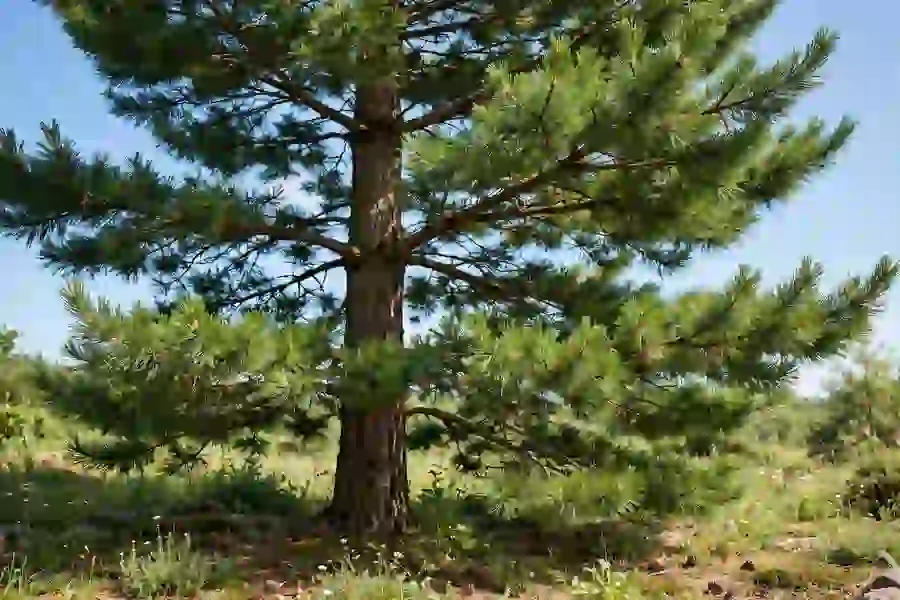 Mature pine tree with layered green branches against a blue sky