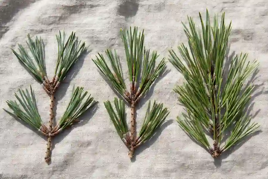 Three pine twigs showing needles in bundles of two, three and five
