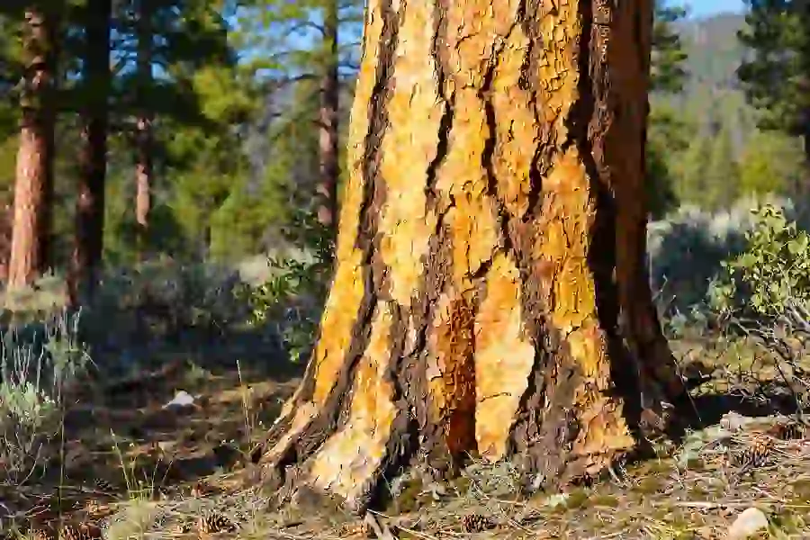 Orange-yellow plated bark on a large ponderosa pine trunk
