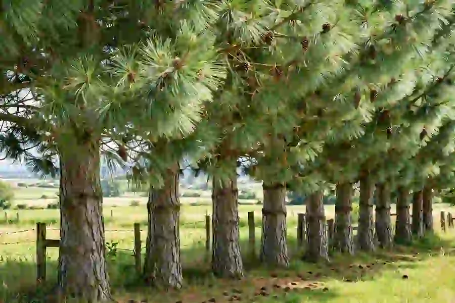 Row of tall eastern white pines forming a windbreak along a property edge