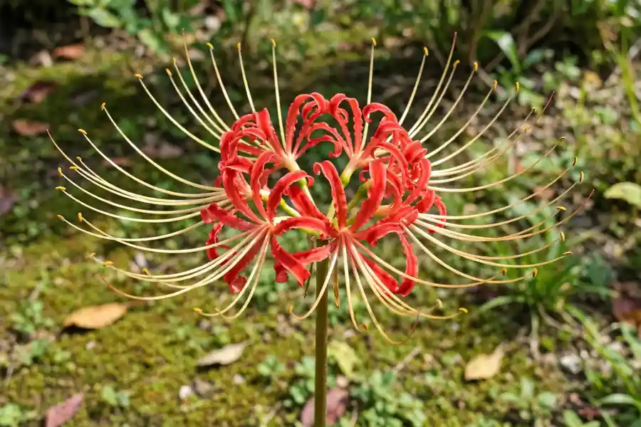 Red spider lily flower cluster with curled petals and long arching stamens