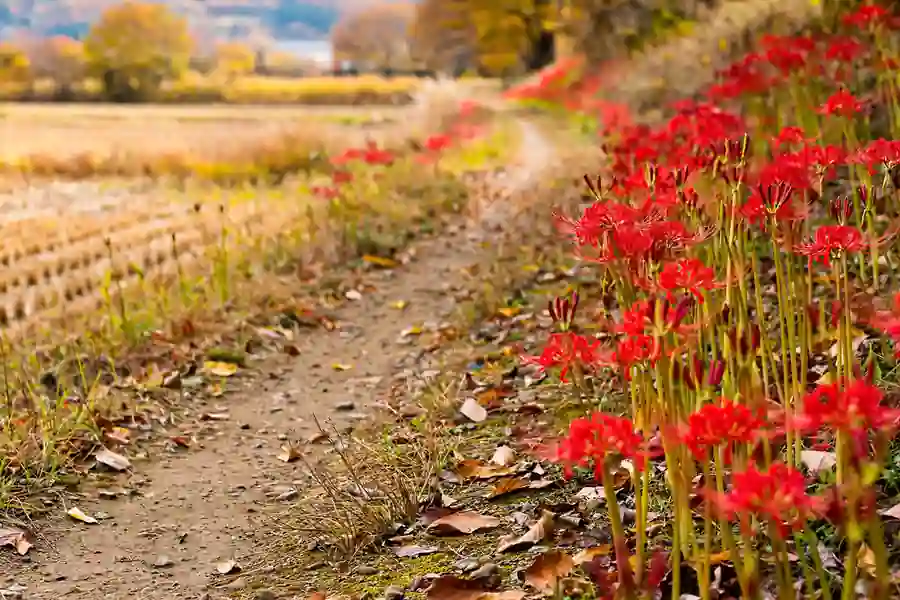 Red spider lilies in bloom along a field edge in autumn