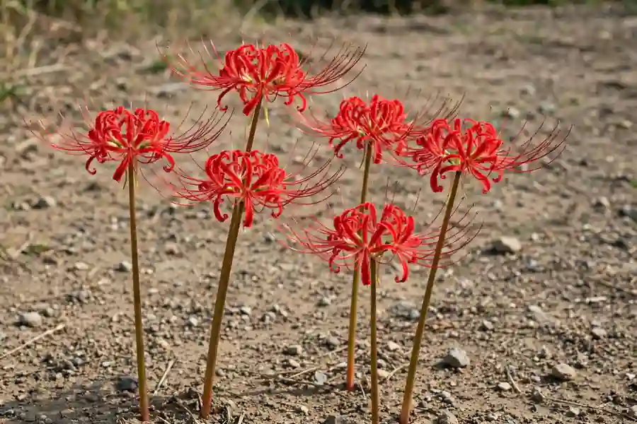 Red spider lily flower stalks emerging from bare ground without leaves