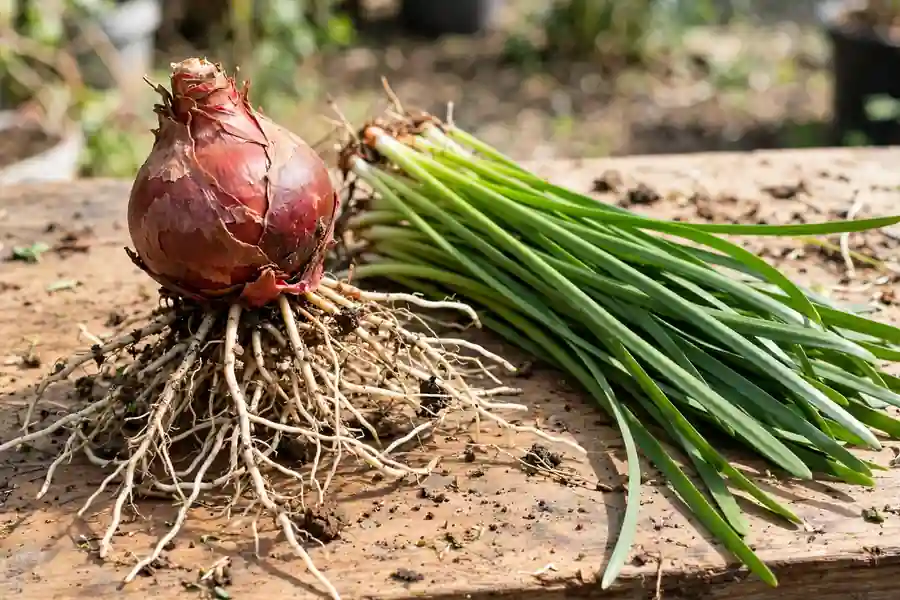 Spider lily bulb with roots next to long strap-like leaves