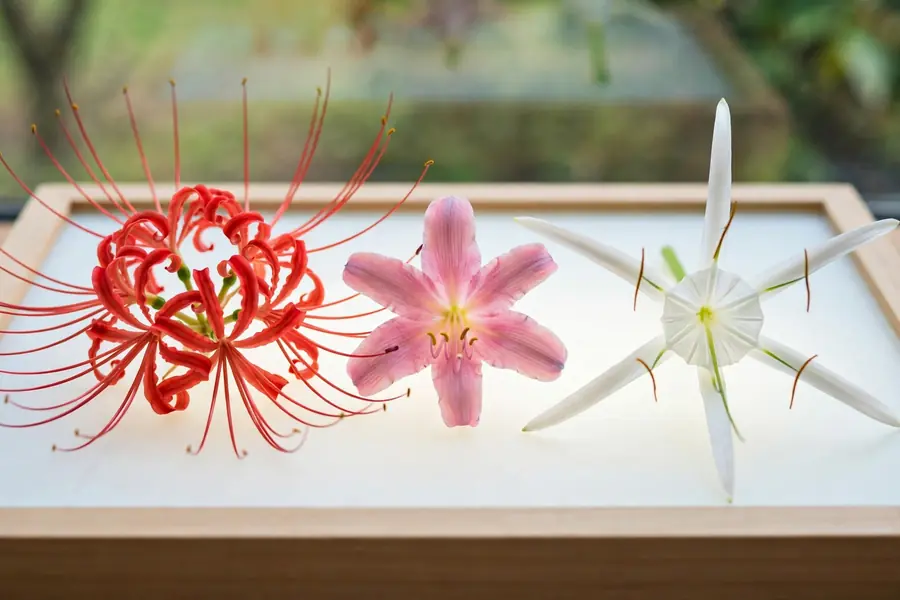 Red spider lily, pink surprise lily and white Hymenocallis spider lily side by side