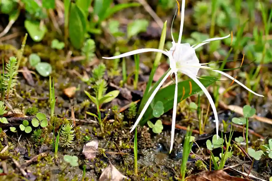 White Hymenocallis spider lily flower with long narrow petals and a cup-like center