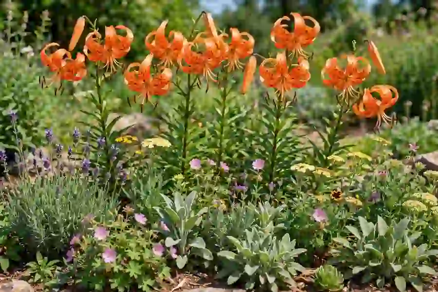 Tall tiger lilies blooming at the back of a sunny perennial border