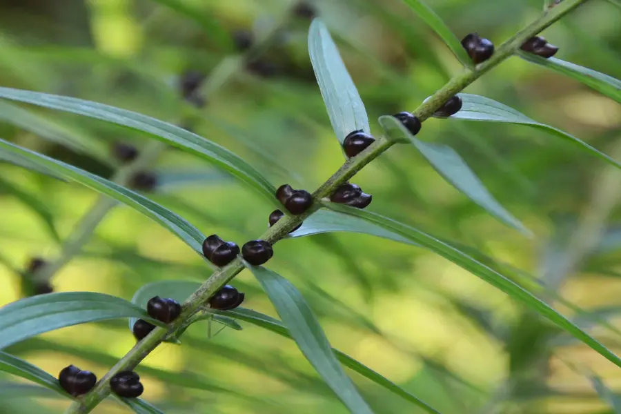 Close-up of small black bulbils in the leaf joints of a tiger lily stem