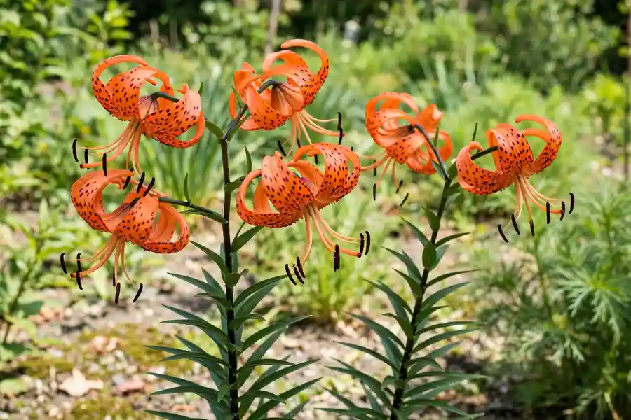 Orange tiger lily flowers with dark spots and curled-back petals on a tall stem