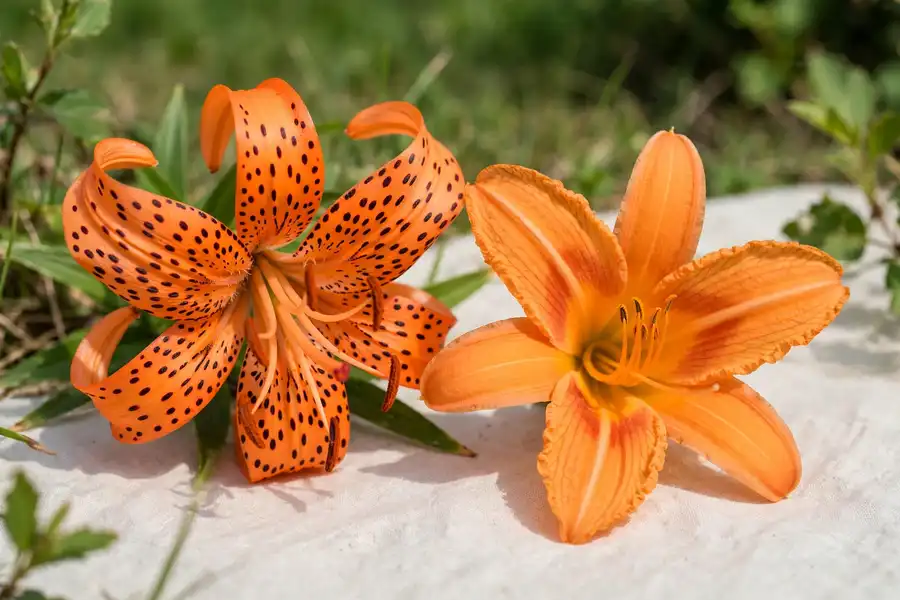 Spotted orange tiger lily beside a plain orange daylily with no spots