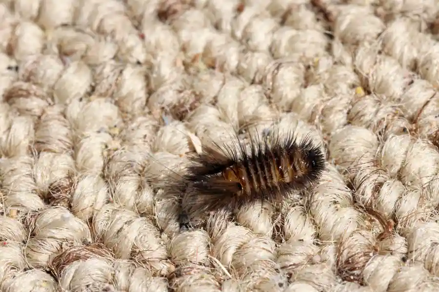 Carpet beetle larva on carpet fibers