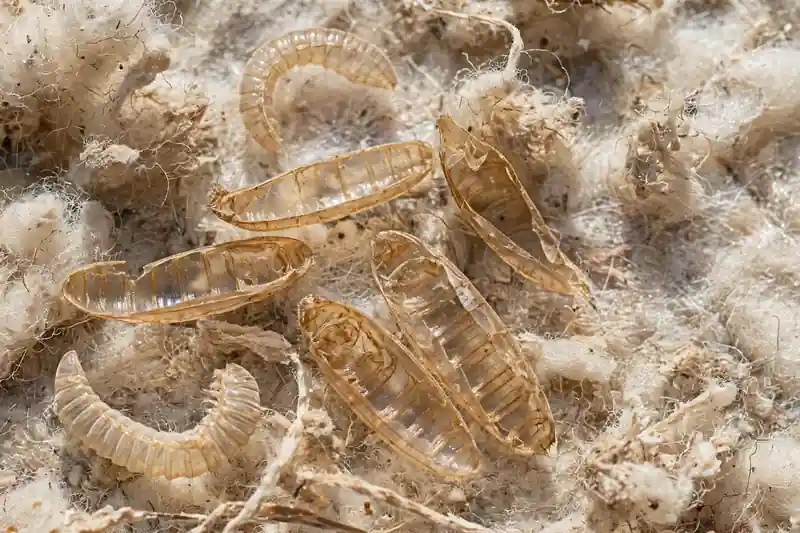 Carpet beetle shed skins and damaged wool fibers