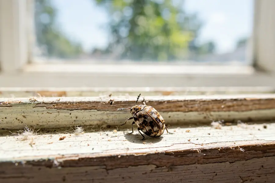 Small round mottled carpet beetle near a window sill