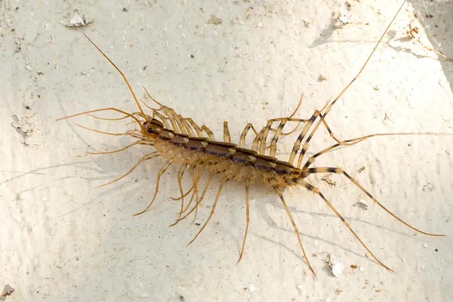 House centipede with long legs on a wall
