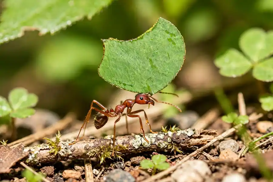 Reddish-brown leaf cutter ant carrying a leaf piece