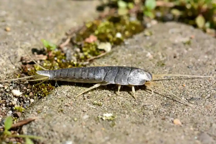 Silvery gray silverfish with three thin tails