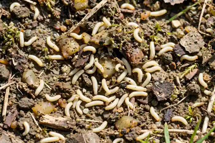 Small cream white maggots